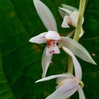 Cymbidium haematodes Lindl.